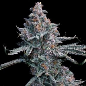 Runtz of Eden Feminised Seeds - 6