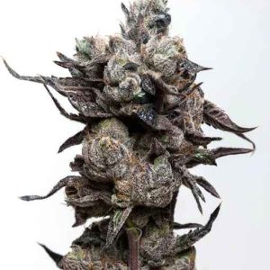 Runtz S1 Feminised Seeds - 6
