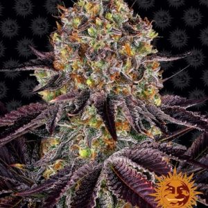 Runtz x Layer Cake Feminised Seeds - 10
