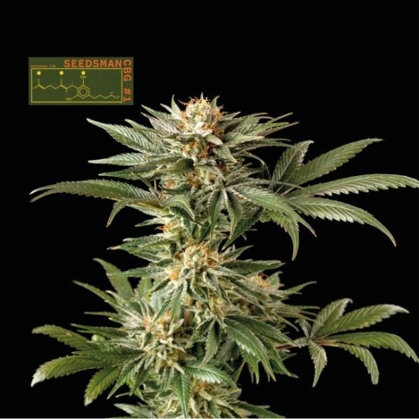 Seedsman CBG #1 Feminised Seeds - 1 Pack - Seedsman - Image 2
