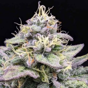 Sherbet Cream Cake Feminised Seeds - 6
