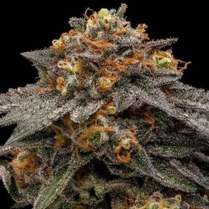 Shimo Feminised Seeds - 5