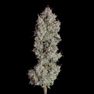 Shortcut Auto Feminised Seeds - 6