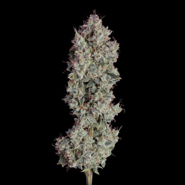 Shortcut Auto Feminised Seeds - 6