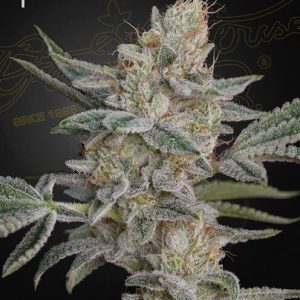 Super Lemon Haze x RS11 Feminised Seeds - 5