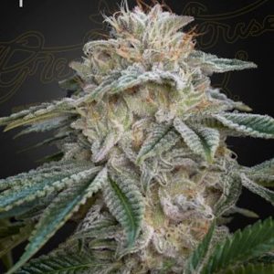 Super Lemon Haze x GMO Feminised Seeds - 5