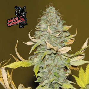 Bruce Banger Feminised Seeds - 5