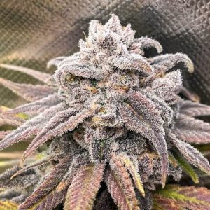 Snoop's Punch Feminised Seeds - 6
