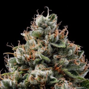 Sour Best Afghani Regular Seeds - 11