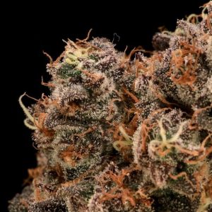 Sour Cherry Diesel Feminised Seeds - 5+2