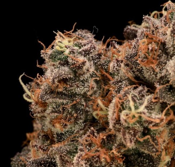 Sour Cherry Diesel Feminised Seeds - 5+2
