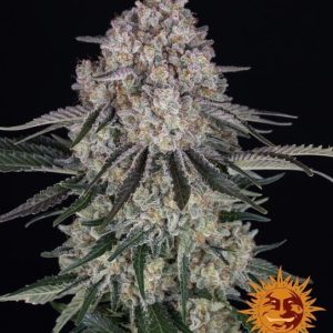 Sour Diesel Auto Feminised Seeds - 10