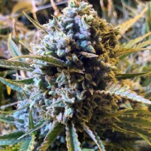 Sour Krout AUTO Feminised Seeds - 5