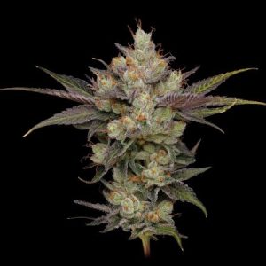 Northern Lights OG Regular Seeds - 11