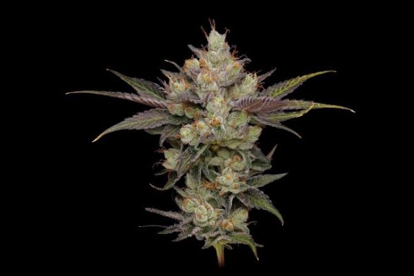 Northern Lights OG Regular Seeds - 11