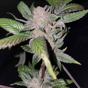 Sour Sage Feminised Seeds - 6