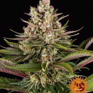 Sour Strawberry Feminised Seeds - 10