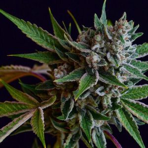 Sour Affie Regular Seeds - 11
