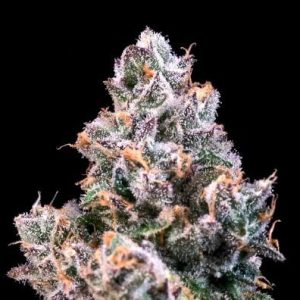Space Station Feminised Seeds - 5+2