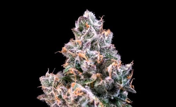 Space Station Feminised Seeds - 5+2