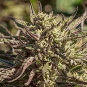 Space Panda Feminised Seeds - 5 + 2