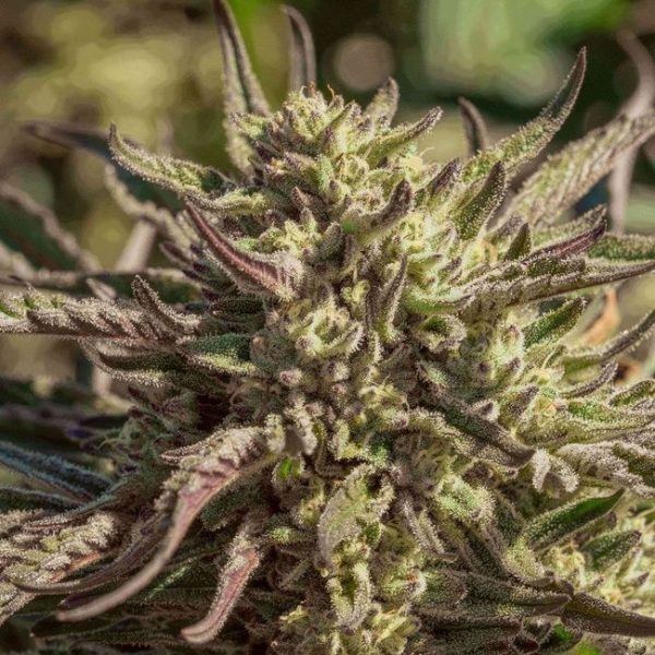 Space Panda Feminised Seeds - 5 + 2
