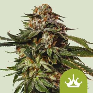 Special Queen 1 Auto Feminised Seeds - 5