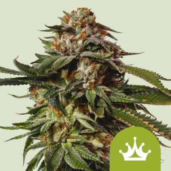 Special Queen 1 Auto Feminised Seeds - 5