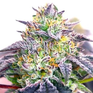 Spicy Guava Feminised Seeds - 6