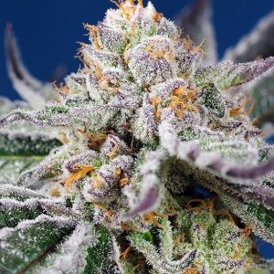 Orange Apricot Glue XL Auto Feminised Seeds - 5