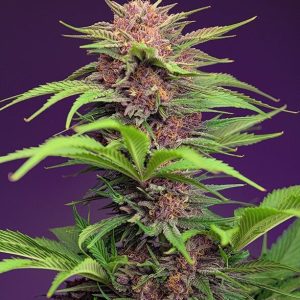 Red Mimosa XL Auto Feminised Seeds - 5