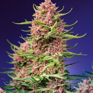 Strawberry Cola Sherbet F1 Fast Version Feminised Seeds - 5