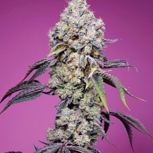 Sweet Mandarine Zkittlez F1 Fast Version Feminised Seeds - 5