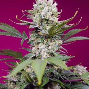Sweet Mandarine Zkittlez XL Auto Feminised Seeds - 5