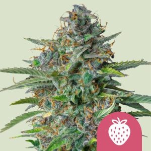 Strawberry Cough Feminised Seeds - 5