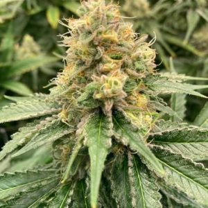 Strawberry Guava Auto Feminised Seeds - 5