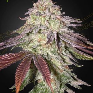 Sugarlato Auto Feminised Seeds - 5