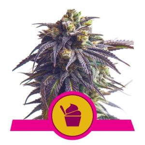 Sundae Driver Feminised Seeds - 5