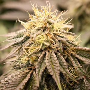 SundogZ Feminised Seeds - 10
