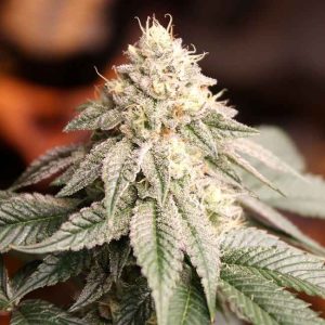 Sunset Bride Feminised Seeds - 10