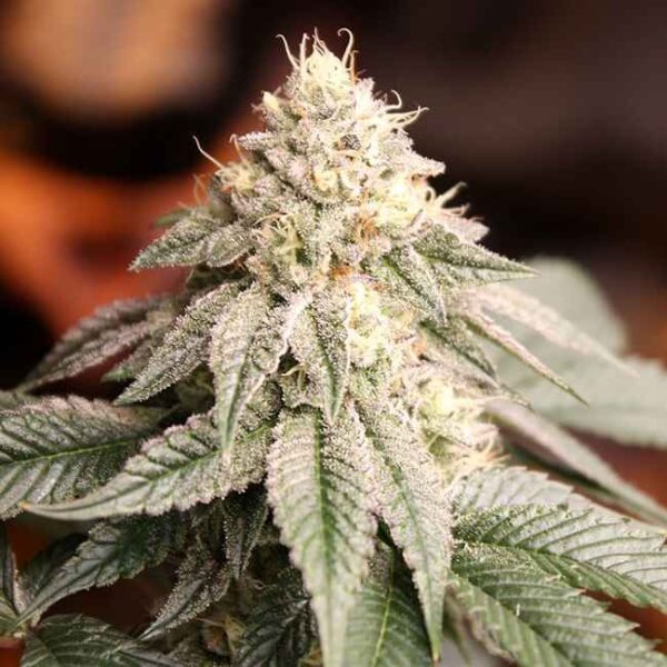 Sunset Bride Feminised Seeds - 10