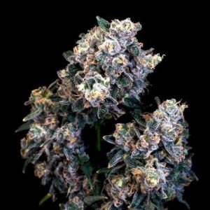 Super Sour Runtz Feminised Seeds - 5