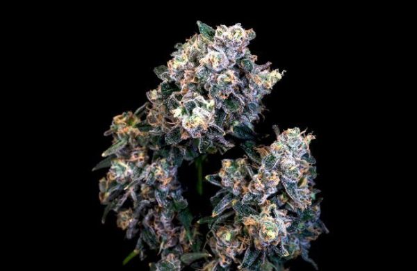 Super Sour Runtz Feminised Seeds - 5