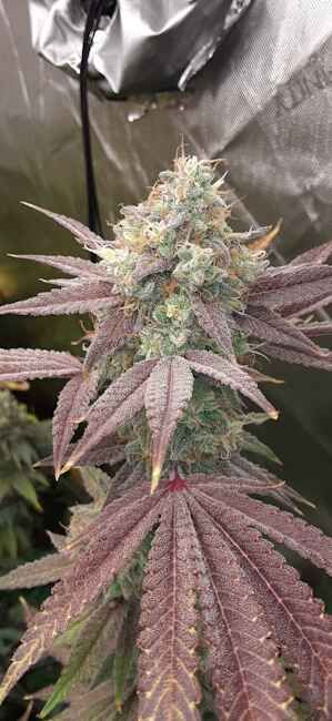 Supersonic Blizzard Feminised Seeds - 6