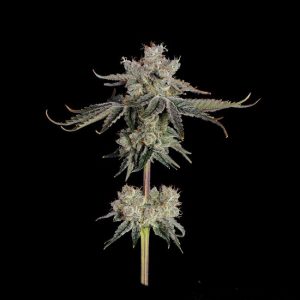 Sweet 16 Feminised Seeds - 6