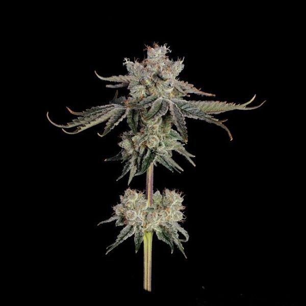 Sweet 16 Feminised Seeds - 6