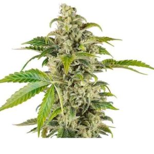 Sweet and Sour Cream Auto Feminised Seeds - 10
