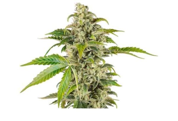 Sweet and Sour Cream Auto Feminised Seeds - 10