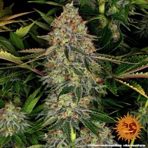Tangerine Dream Auto Feminised Seeds - 10