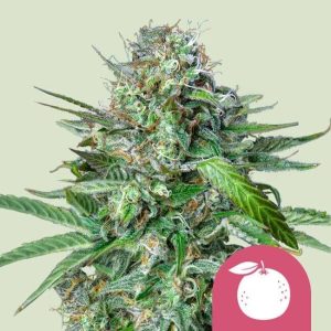 Tangie Feminised Seeds - 5